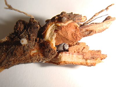 Anilara sp. Ki Ki, PL4382, non-emerged adult, in Lasiopetalum behrii (PJL 3377A) root crown, SE, photo by A.M.P. Stolarski, 4.8 × 2.0 mm